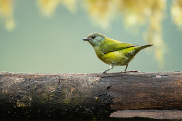 Black-capped tanager (Tangara heinei) or sometimes found under Stilpnia heinei, is one of the many species of Neotropical bird in the family Thraupidae. It lives in mountains of Ecuador and Colombia