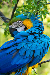 Parrot