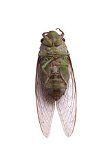 A close-up of a cicada (Tibicen bichamatus).North of Thailand