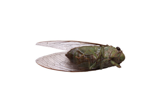 A close-up of a cicada (Tibicen bichamatus).North of Thailand