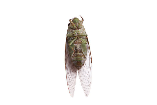 A close-up of a cicada (Tibicen bichamatus).North of Thailand