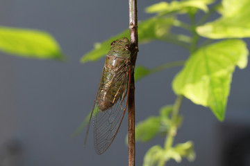 A close-up of a cicada (Tibicen bichamatus).North of Thailand