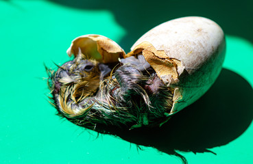 The process of hatching a caterpillar from a warm egg in an incubator. Cracked goose egg with a...