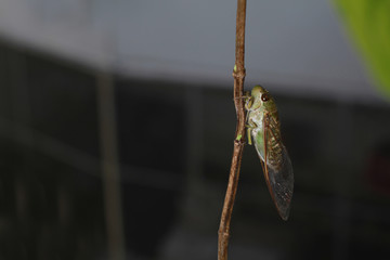 A close-up of a cicada (Tibicen bichamatus).North of Thailand