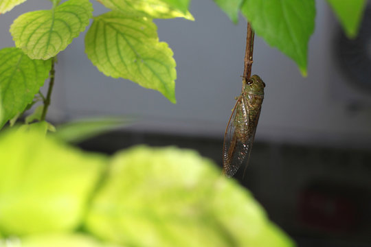 A close-up of a cicada (Tibicen bichamatus).North of Thailand