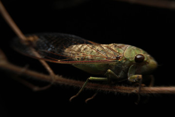 A close-up of a cicada (Tibicen bichamatus).North of Thailand
