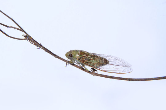 A close-up of a cicada (Tibicen bichamatus).North of Thailand
