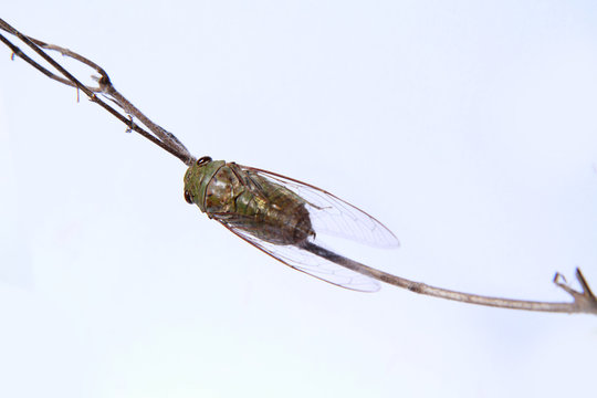A close-up of a cicada (Tibicen bichamatus).North of Thailand