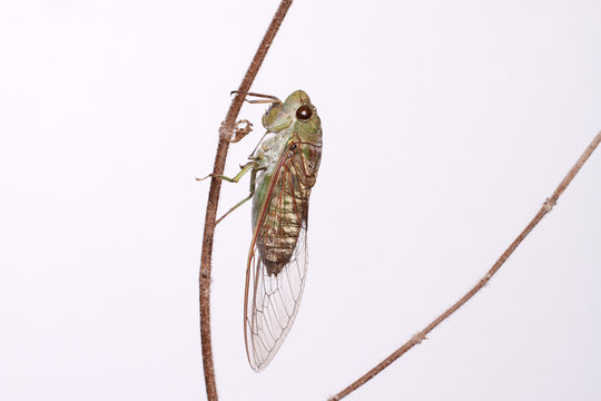A close-up of a cicada (Tibicen bichamatus).North of Thailand