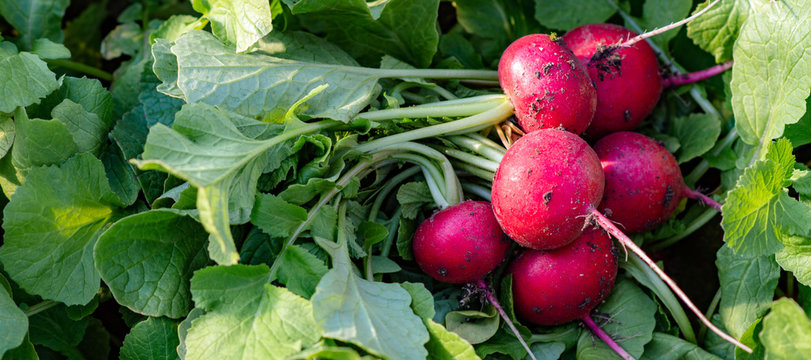  Harvesting red radish from the field. Bunch of red radish