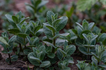 growing young shoots of mint