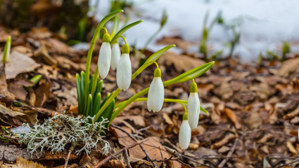 beautiful white snowdrop flowers in a spring forest, Galanthus background