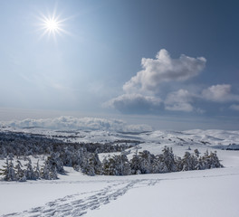 winter wide plain with pine tree forest covered by a snow under a sparkle sun