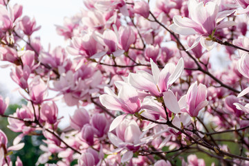 Fototapeta na wymiar pink blossom of magnolia tree. big flowering on the twigs in sunlight. spring season in the garden. bright ornamental background