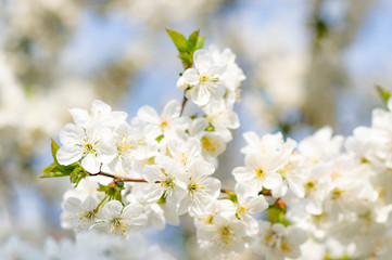 Blooming cherry branches against the blue sky on a sunny day