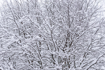 The tree has covered with heavy snow in winter season at Lapland, Finland.