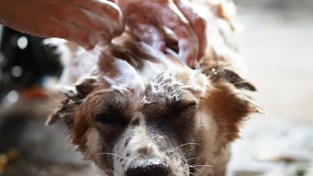 Cute Dog taking a shower with soap and water, Fat dog , Thai dog bathing, Thai Bangkaew dog.