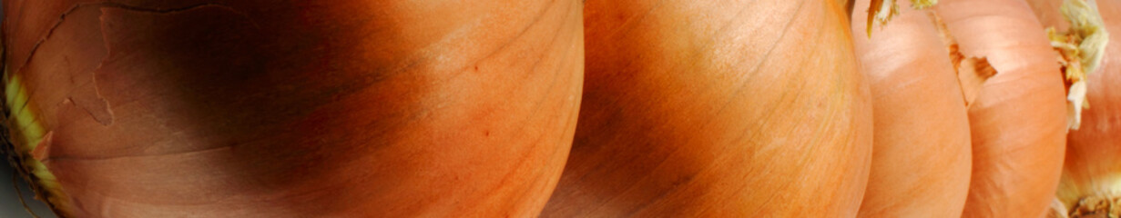 panoramic closeup of brown skin onions in a row