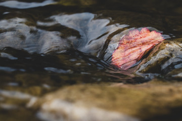 stream over leaf