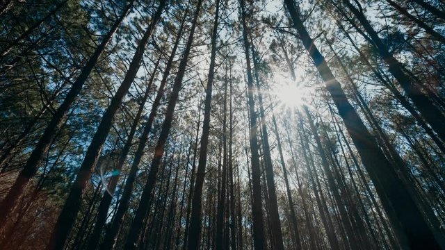 View up, bottom view of pine trees in forest in sunshine. Royalty high-quality free 4k stock video footage of big and tall pine tree with sun light, dew, fog in the forest when looking up blue sky