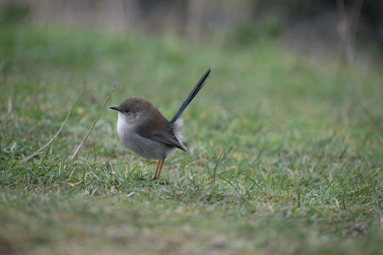 suberb wren