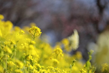 Obraz premium 菜の花