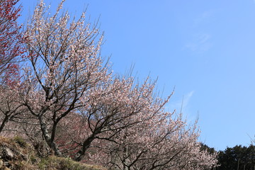 Naklejka premium 梅の花の風景