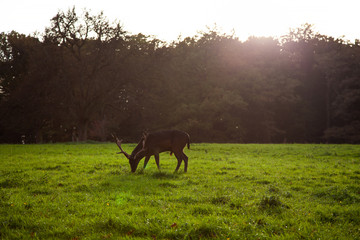 Ein Reh / Hirsch isst gemütlich Gras im Park