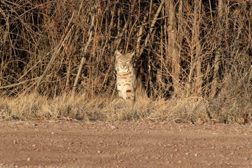 Bobcat (Lynx rufus) Bosque del Apache National Wildlife Refuge New Mexico USA