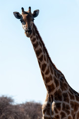 Closeup of the neck of an Angolan Giraffe - Giraffa giraffa angolensis- near a waterhole in Etosha national Park in Namibia.