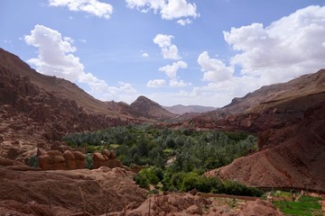 Green gorge with palm trees and cactus in background, surrounded by desert, Morocco, Africa