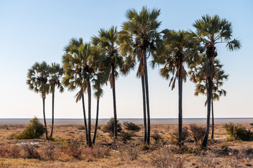 Fototapeta premium A group of Palm Trees in Etosha national Park, Namibia
