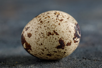 Fresh quail eggs
