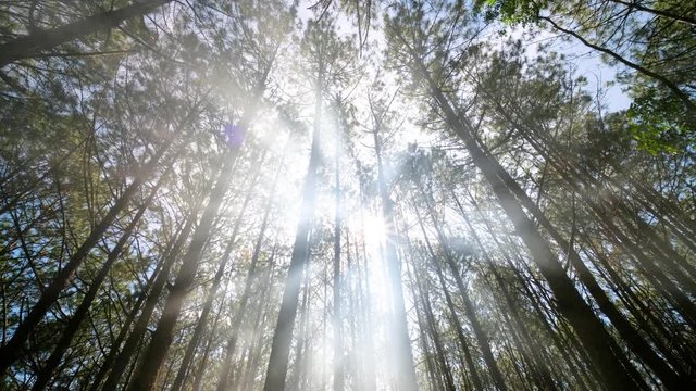 View up, bottom view of pine trees in forest in sunshine. Royalty high-quality free 4k stock video footage of big and tall pine tree with sun light, dew, fog in the forest when looking up blue sky