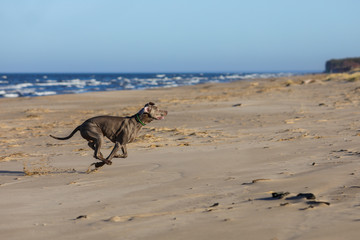 weimaraner dog on the beach