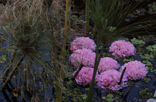 flores de dombeyas y papyros 