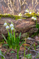 snowflake bloom in the forest. spring scenery with first flowers. sunny weather. moss covered fallen tree in the background