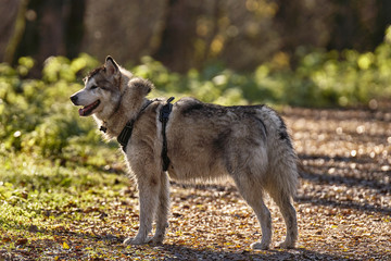 Obraz premium Alaskan Malamute 