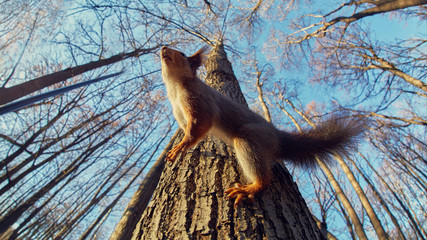 Portrait of a funny squirrel on a tree