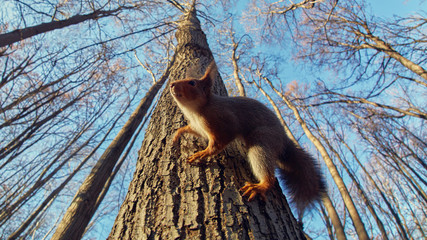 Portrait of a funny squirrel on a tree