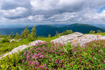 blooming wild herbs on the grassy hill. beautiful nature scenery of alpine meadows in carpathian...