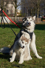 Alaskan Malamute 