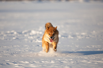 Portrait of cute and lovely shiba inu puppy running on the snow in the winter field. Lovely japanese red shiba inu dog