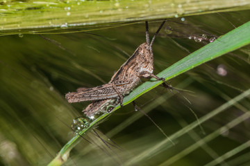 Brown grasshopper hides in green grass during the warm sun shower rain.