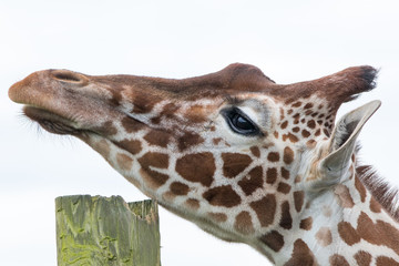 Animal itch. Giraffe scratching its chin. Close-up profile of head