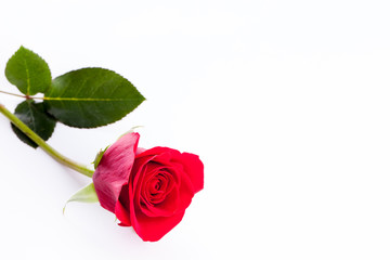 Red Rose on white background