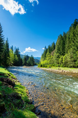 nature scene with mountain river. spring vacation in sunny valley of synevyr national park, ukraine. grassy meadow on the shore, ridge in the distance. beauty of tranquil ecology environment