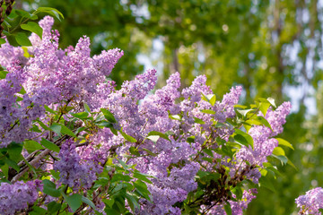 Fototapeta premium lilac shrub in blossom. beautiful springtime nature background in morning light.