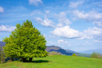 beech tree on the grassy meadow in springtime. wonderful mountainous scenery on a sunny but windy day. gorgeous cloudscape beneath azure sky. ridge in the distance. beauty of carpathian nature