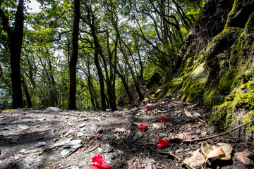 Obraz premium Rainforests of Nepal. Road and vegetation on the way to Everest